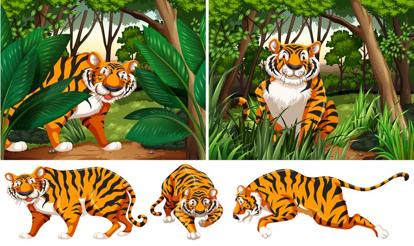 Tigres na floresta profunda vetor