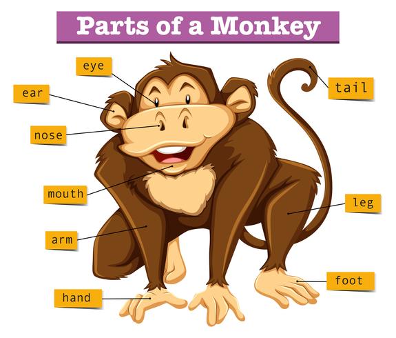 Diagrama mostrando partes do macaco vetor