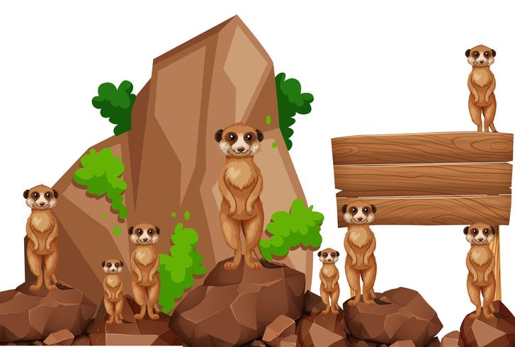 Placa de madeira com meerkats na rocha vetor