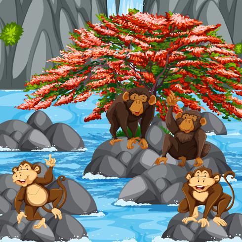 Quatro macacos na cena da cachoeira vetor