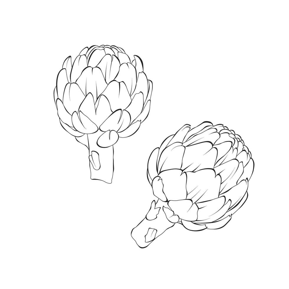 Alcachofra vegetal esboço mão desenhado ilustração em branco Backgroung vetor