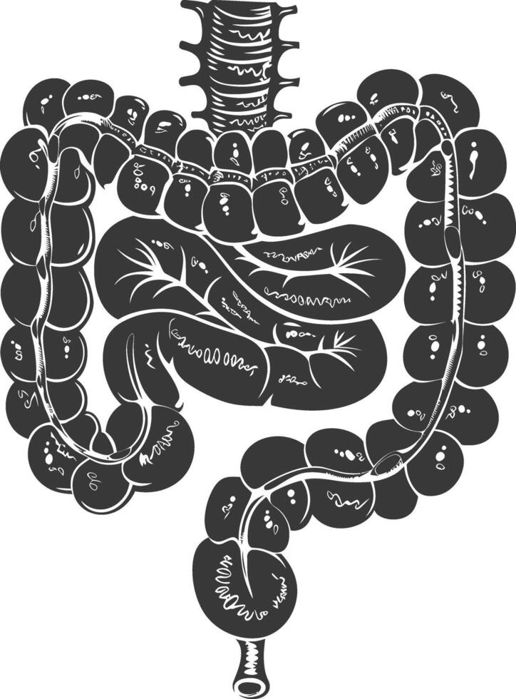 silhueta humano intestino Preto cor só vetor