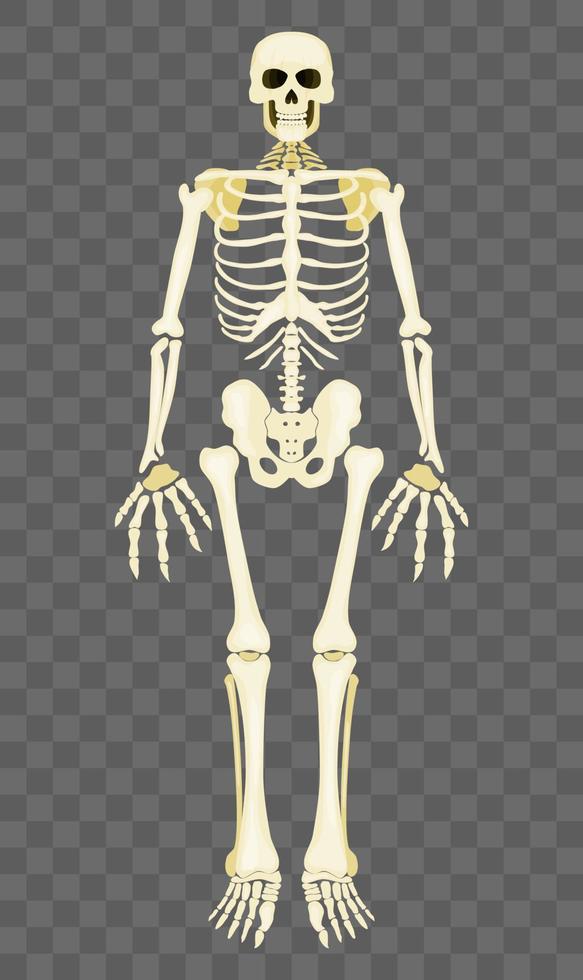 esqueleto humano em um fundo transparente vetor