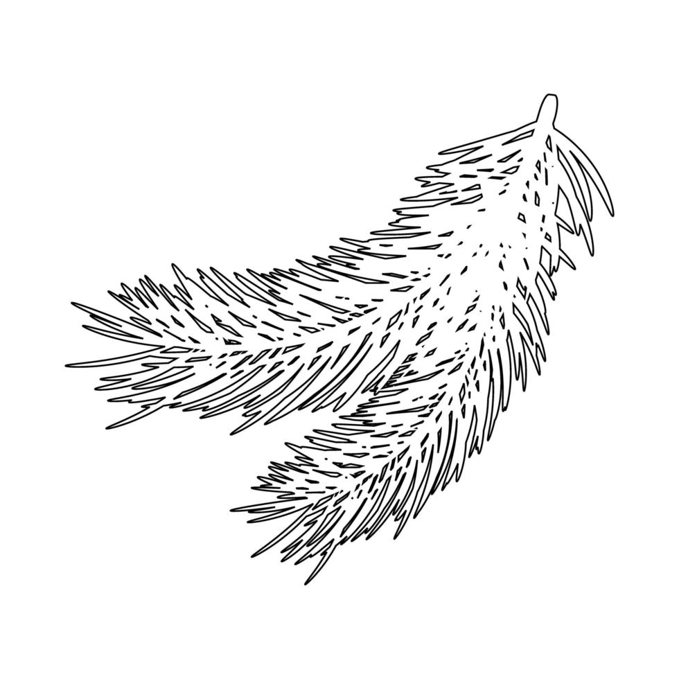 galhos de coníferas. contorno de ramos de pinheiro ou abeto isolado no fundo branco. ilustração vetorial. vetor