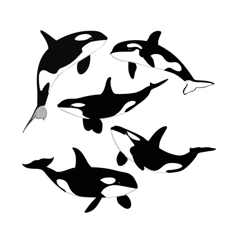 lindo ilustração cinco baleia vetor