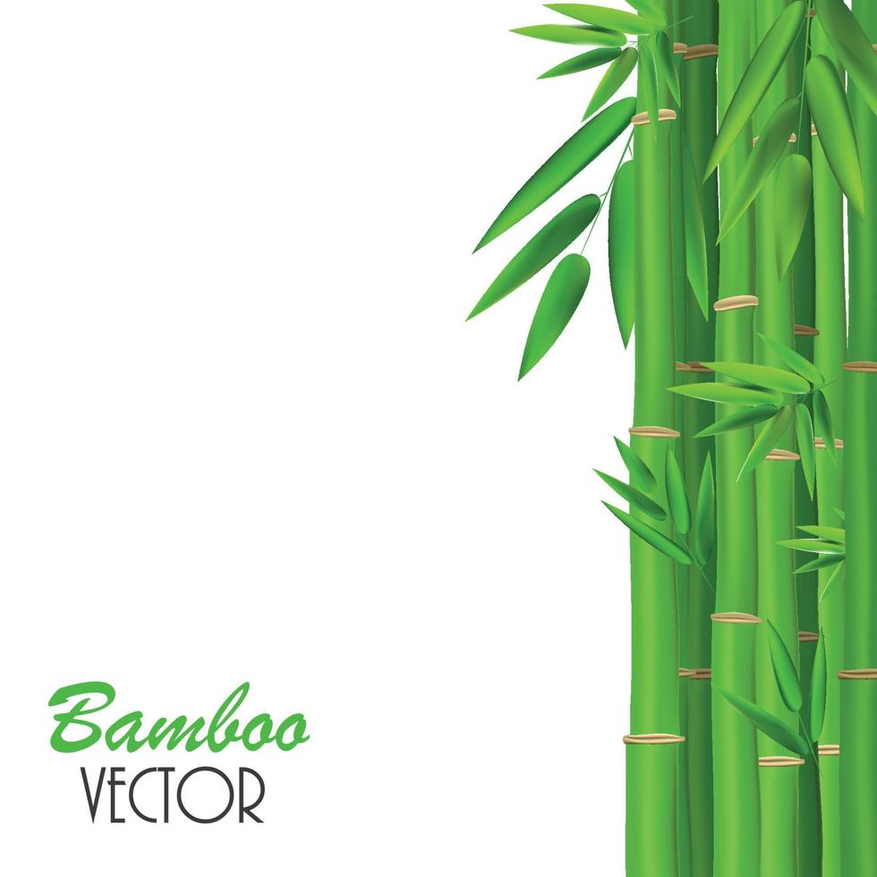 caules coloridos e folhas de bambu. ilustração vetorial vetor