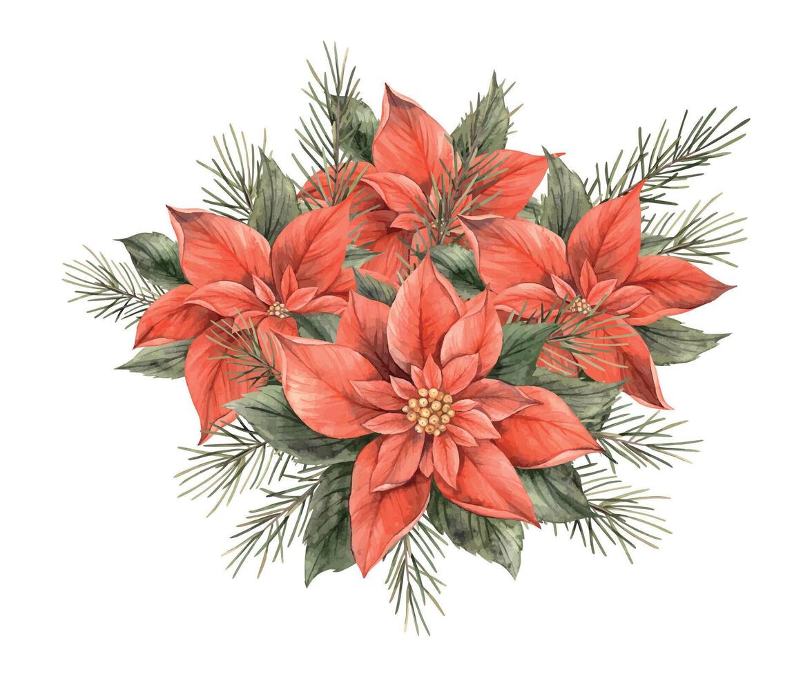 ramalhete do poinsétia com abeto galhos. aguarela vintage Natal composição do vermelho flores e verde pinho galhos. ramalhete para Natal e Novo ano feriados, convites, cartões, decorações. vetor