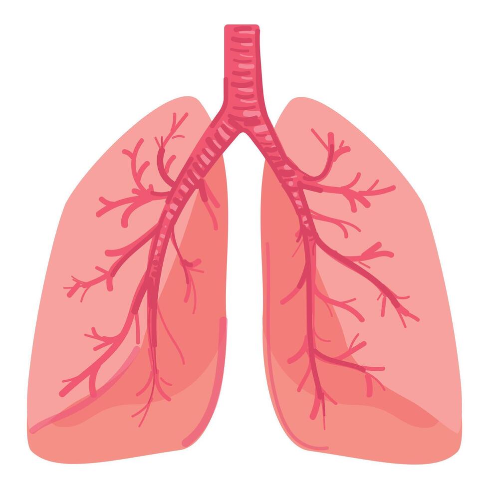 humano respiratório sistema anatomia ilustração vetor