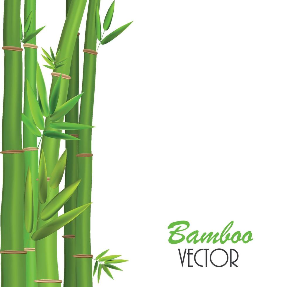 caules coloridos e folhas de bambu. ilustração vetorial vetor