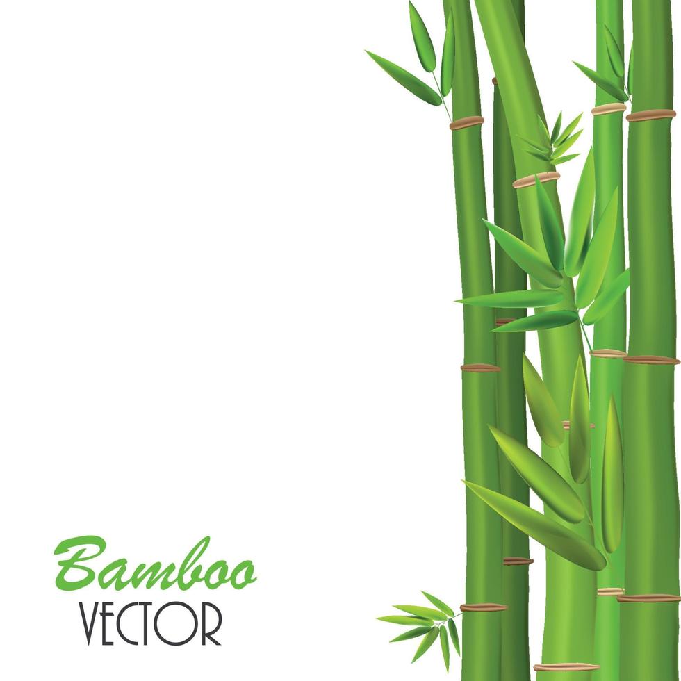 caules coloridos e folhas de bambu. ilustração vetorial vetor