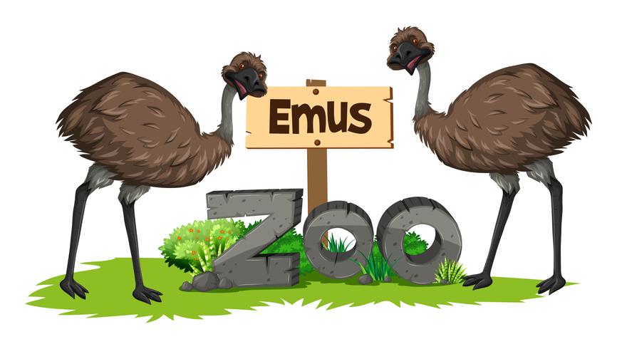 Dois emus no zoológico vetor