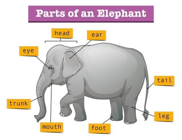 Diagrama mostrando partes do elefante vetor