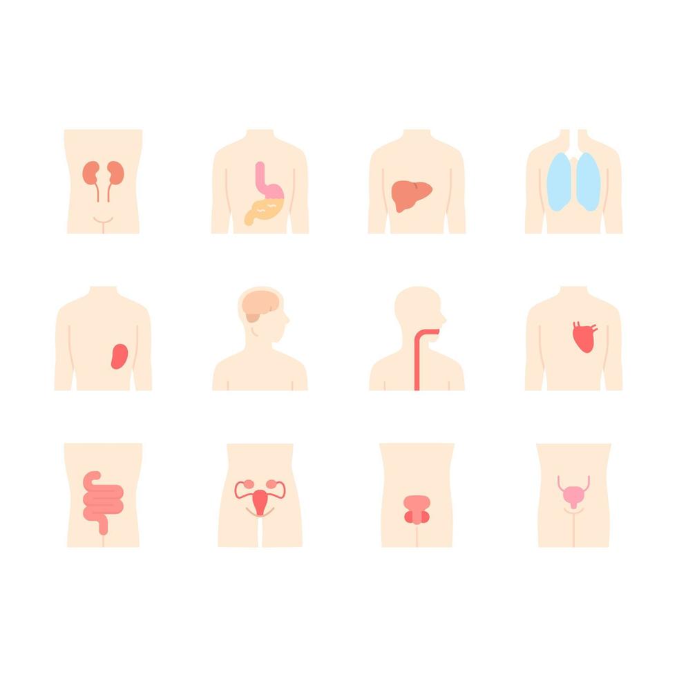 órgãos humanos saudáveis design plano conjunto de ícones de cores de sombra longa. garganta e pulmões com boa saúde. funcionamento do coração e da bexiga urinária. fígado saudável. ilustrações de silhueta vetorial vetor