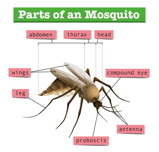 Diferentes partes do mosquito vetor