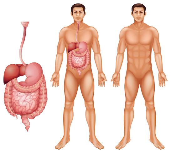 Sistema digestivo humano vetor