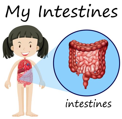 Diagrama de anatomia humana com menina e intestinos vetor