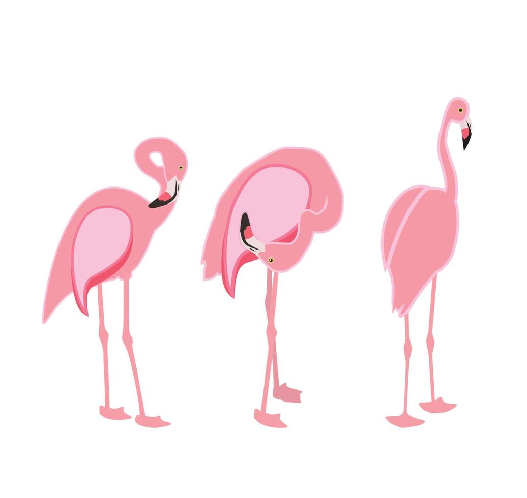 flamingo rosa colorido isolado no fundo branco. ilustração vetorial. vetor