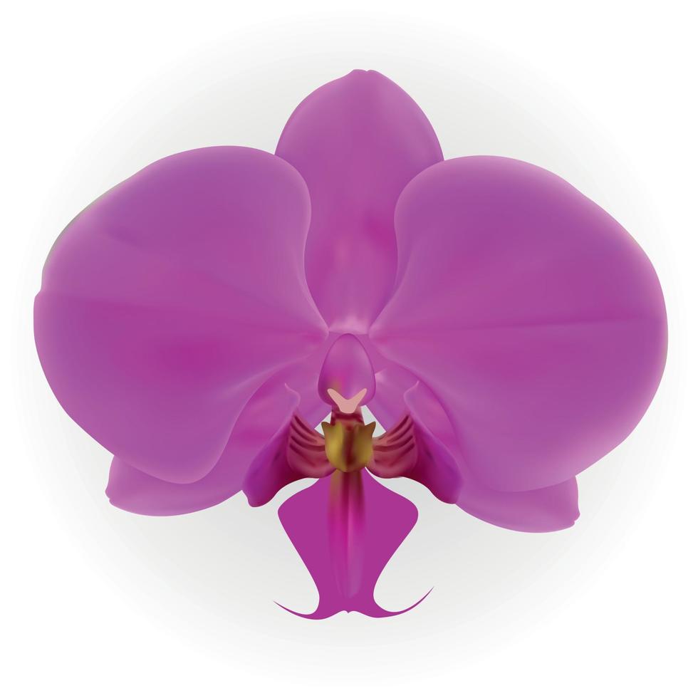 orquídea colorida naturalista isolada no fundo branco. ilustração vetorial. vetor