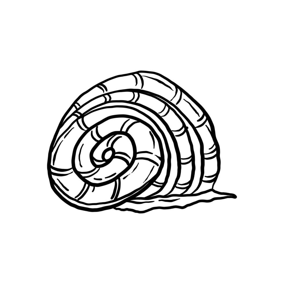 coleção de ilustração concha sem cor. animal náutico animado em gráfico vetorial para design criativo. animação de objeto aquático isolada no fundo branco. vetor
