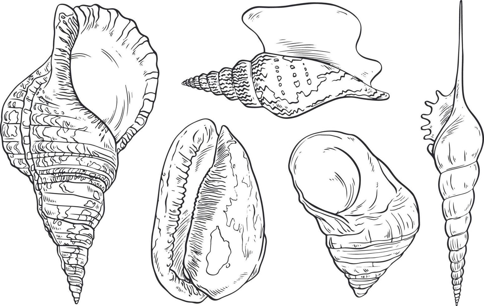 coleção de conchas desenhadas à mão vetor