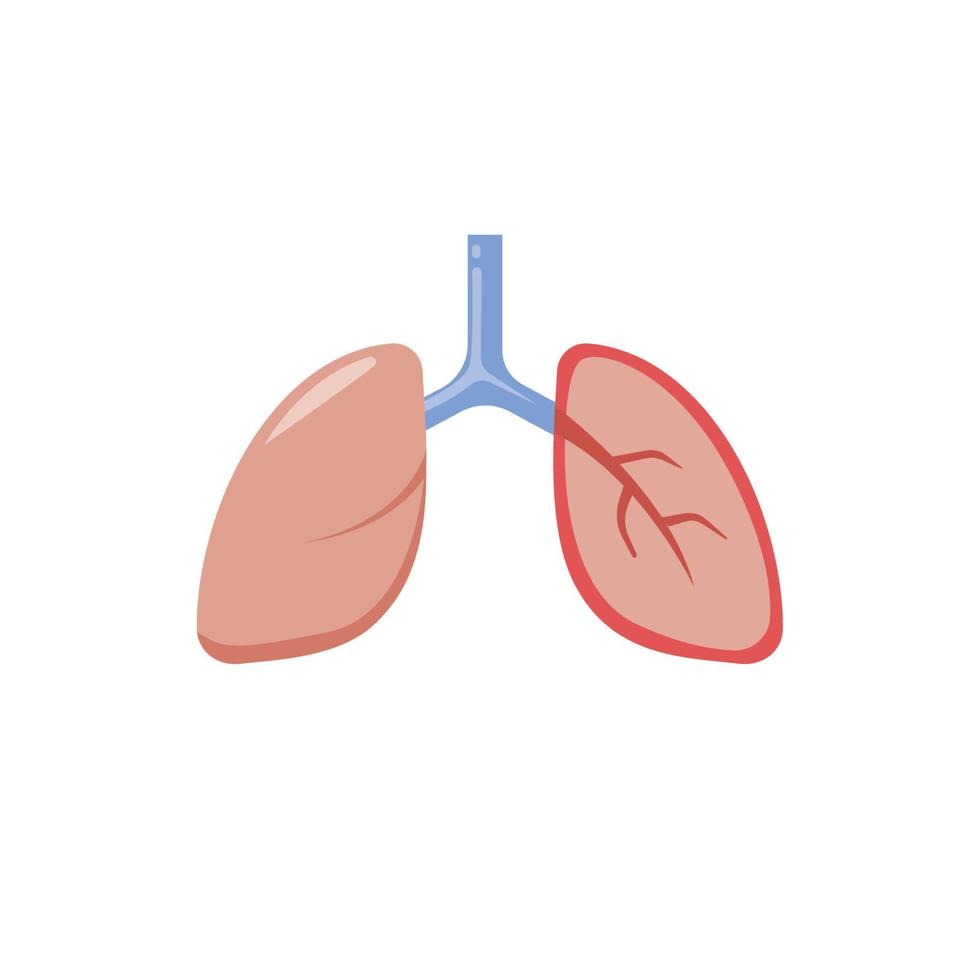 anatomia do pulmão humano em vetor de ilustração plana