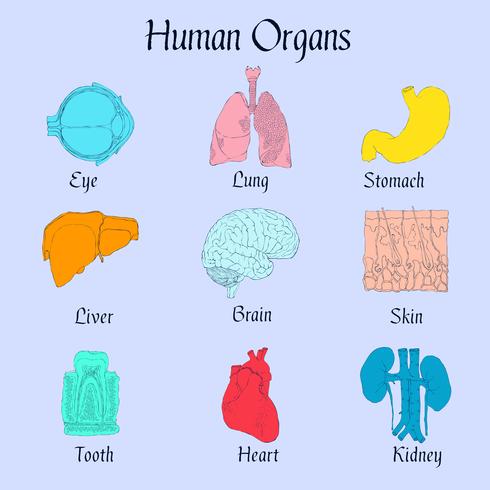 Ícones planas de órgãos humanos vetor