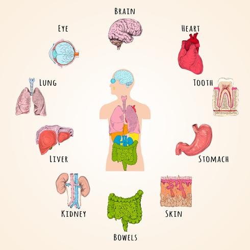 Conceito de anatomia humana vetor