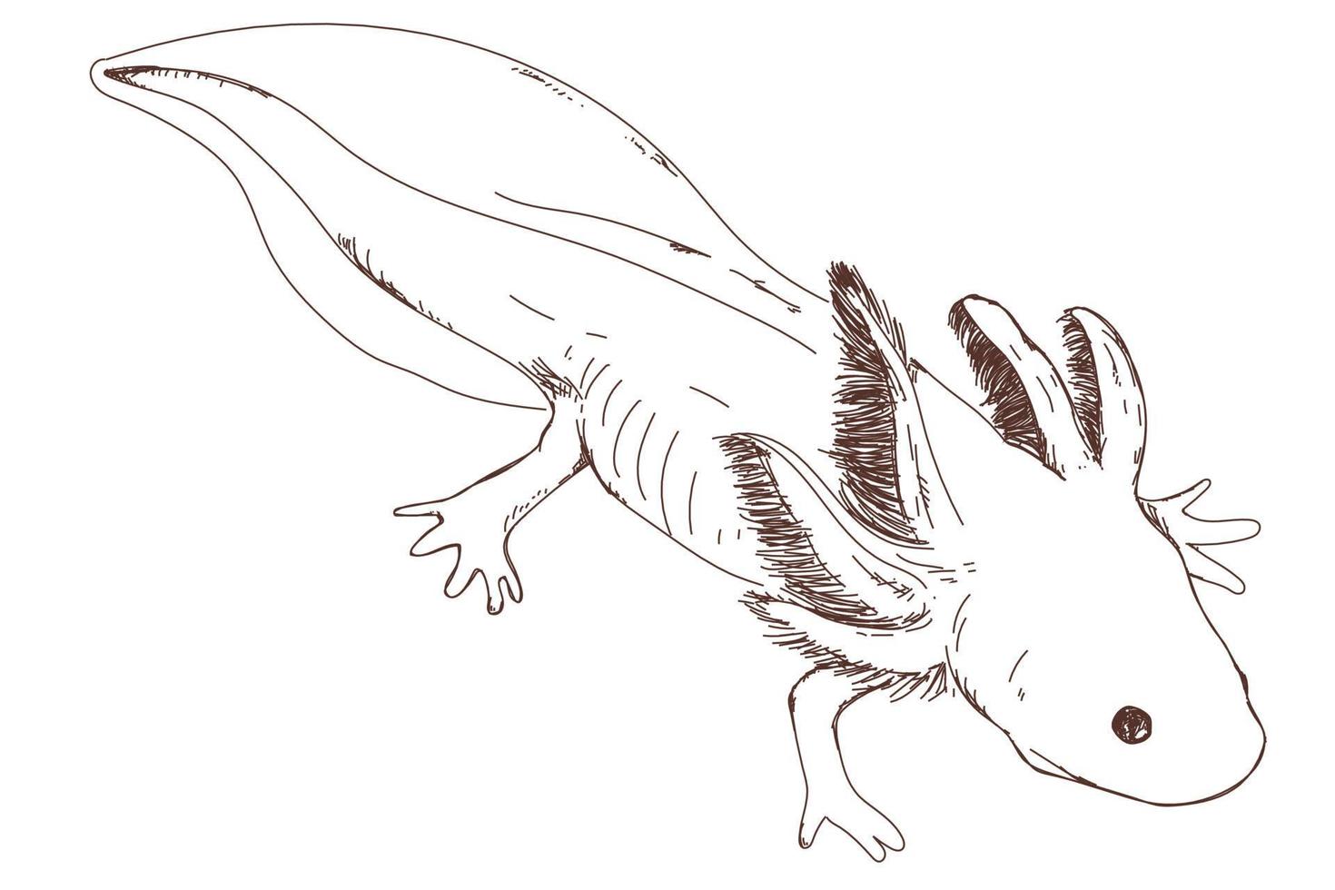 desenho de axolotl fofo, gravura vintage, desenhado à mão vetor