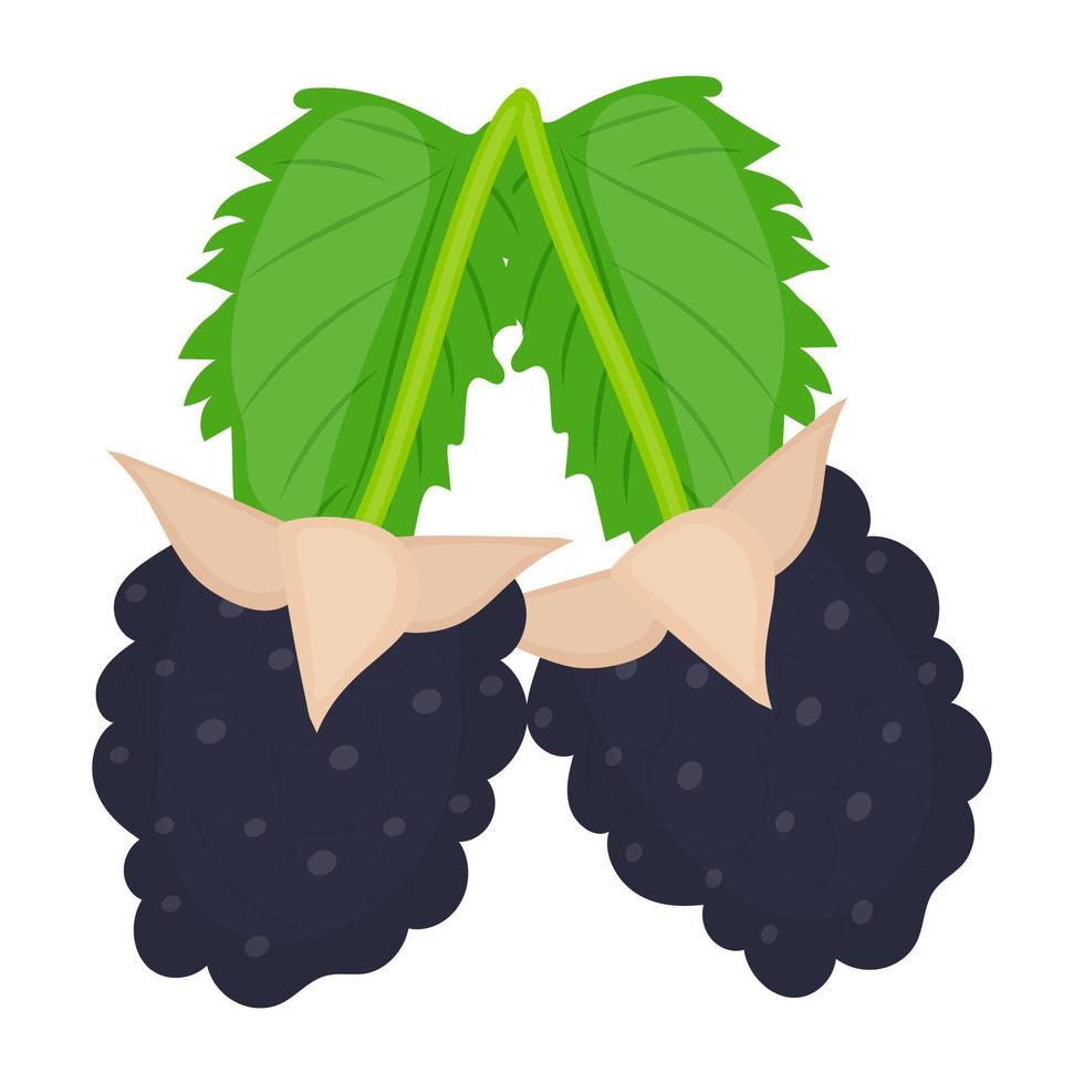 conceitos de uvas pretas vetor