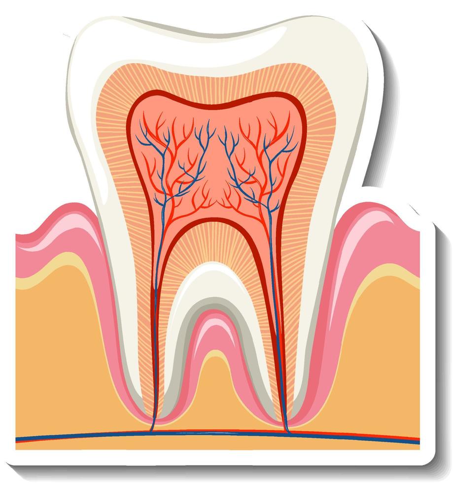 raiz de dente e nervo em fundo branco vetor