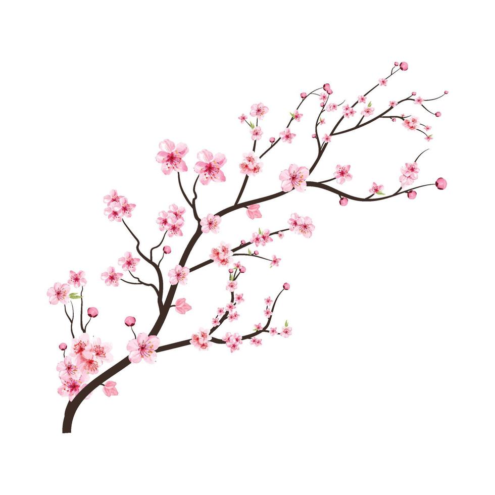 ramo de cerejeira com flor de sakura rosa espalhando. flor de cerejeira em aquarela. vetor de flores em aquarela. vetor de ramo de sakura em fundo branco. ramo de cerejeira com sakura.