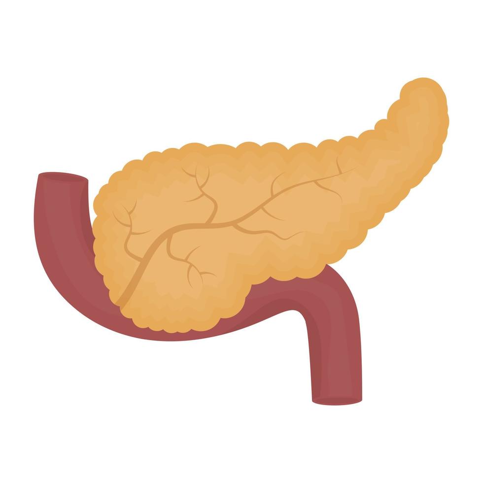 conceitos modernos de pâncreas vetor