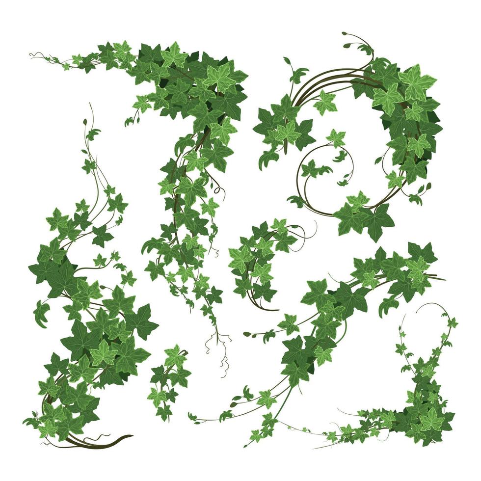 ramos de composição de ivy vetor