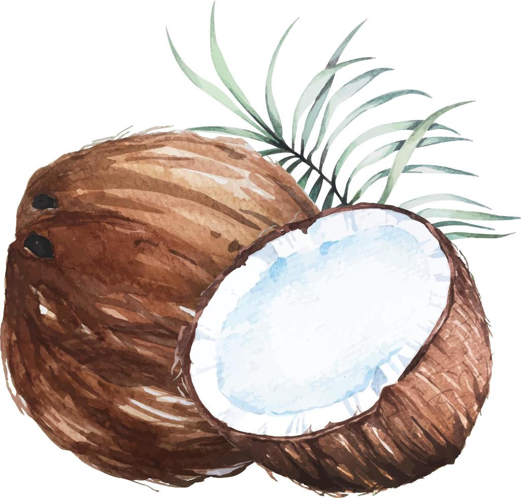 aquarela de coco 4 vetor