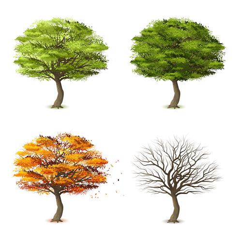 Árvores em quatro temporadas vetor