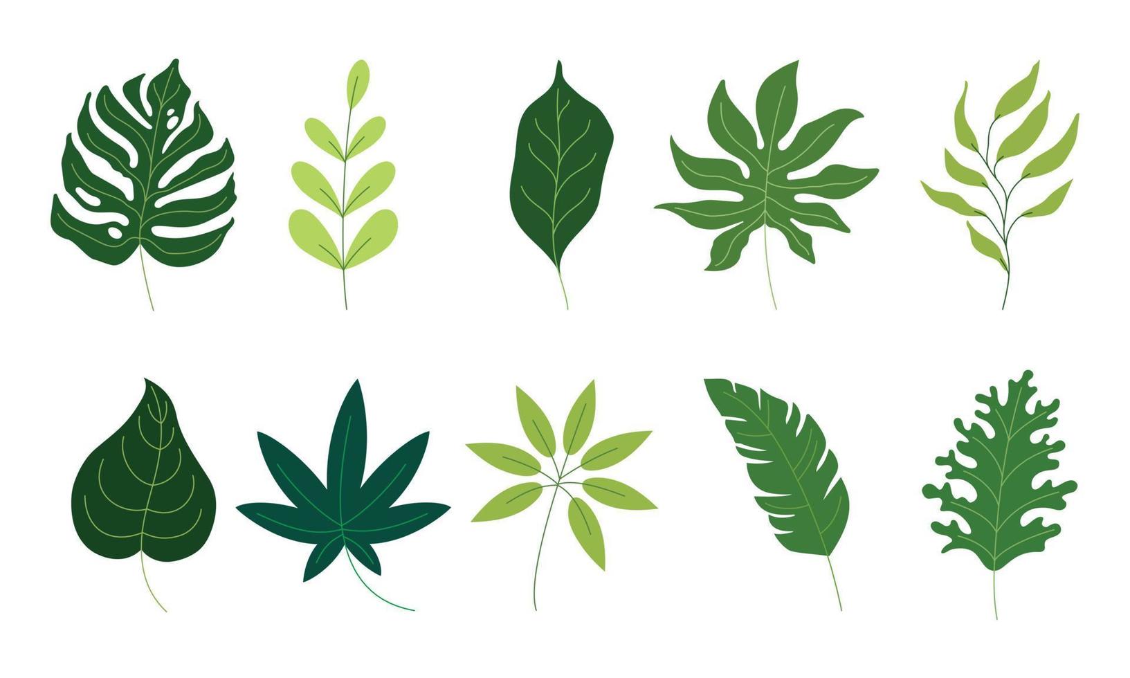 várias folhas verdes ilustração em gráficos vetoriais. a coleção de folhagem tropical isolada no branco. ilustração plana para padrão, elemento decorativo, impressão de arte, etc. vetor