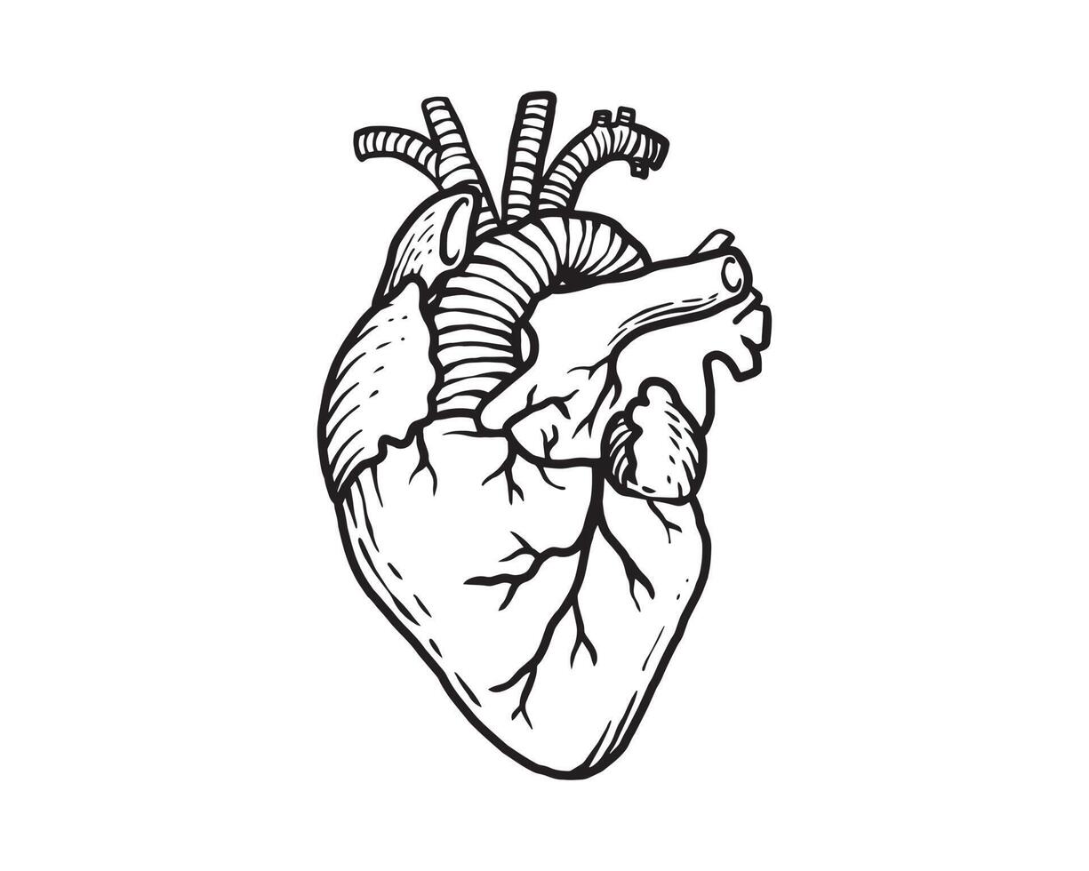 o coração humano na ilustração de contorno. anatomia do órgão de um ser humano em fundo branco. um vetor mínimo em preto.