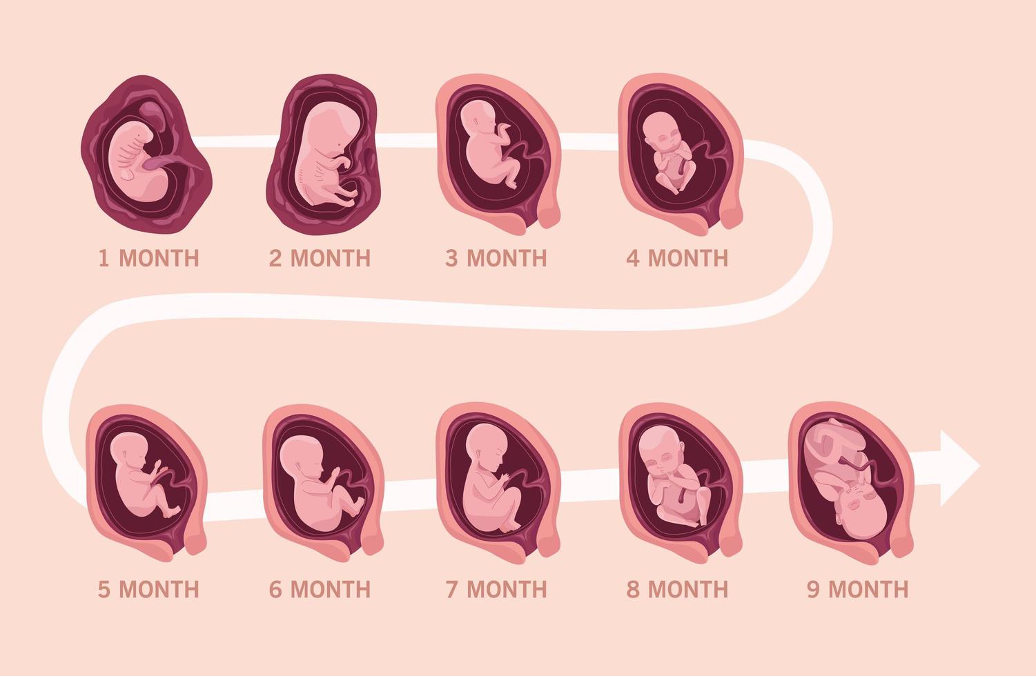 infográfico de desenvolvimento de embriões vetor