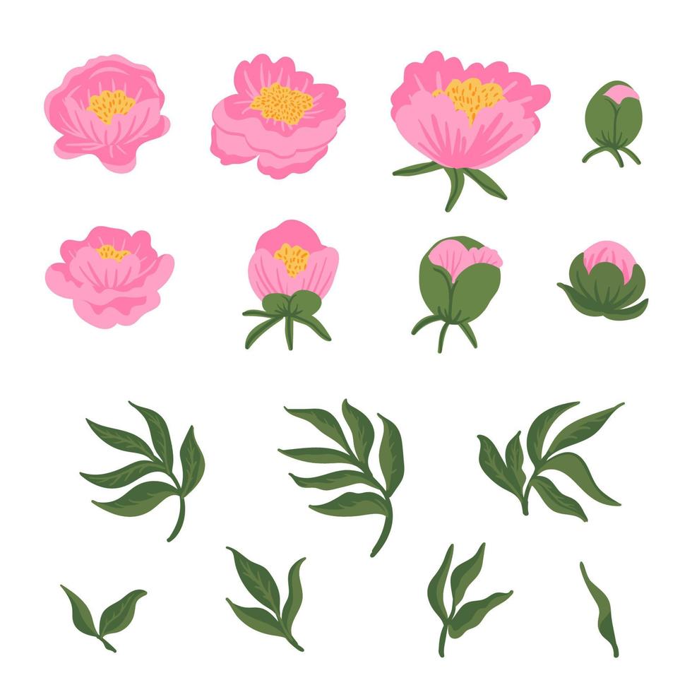 coleção de folhas, botões, flores, peônias rosa. conjunto de elementos florais isolados no branco. ilustração botânica de vetor desenhado à mão para convite de casamento, padrões, papéis de parede, tecido, embrulho