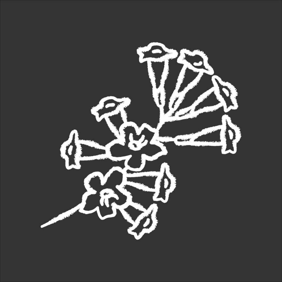 Plumeria giz ícone branco sobre fundo preto. flor da árvore ipê. flor tropical. flor brasileira. planta sul-americana. botânica. flor exótica. ilustração vetorial isolado quadro-negro vetor