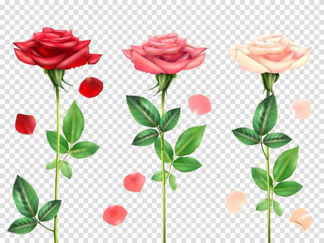 Conjunto de rosas realistas vetor