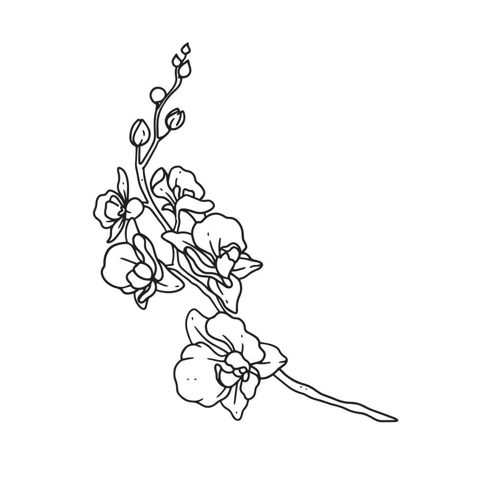 uma ilustração de belo contorno de orquídea. flor coleção de ilustrações desenhadas à mão para design floral. uma decoração de elemento para convite de casamento, cartão de felicitações, tatuagem, etc. vetor