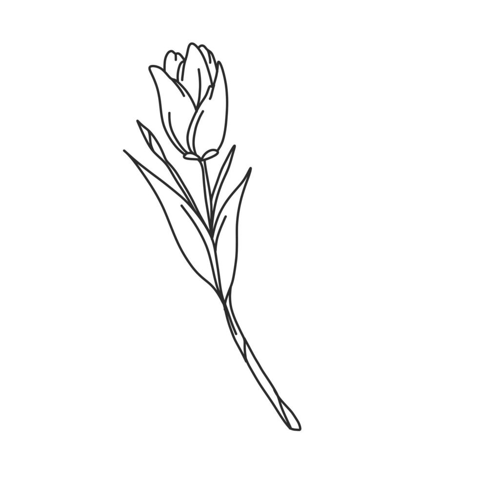 uma ilustração de contorno bonito de uma tulipa. flor coleção de ilustrações desenhadas à mão para design floral. uma decoração de elemento para convite de casamento, cartão de felicitações, tatuagem, etc. vetor