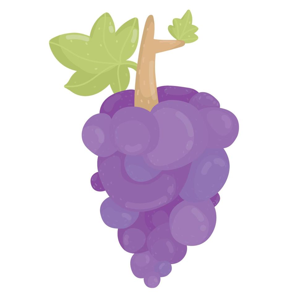 ilustração de uvas roxas. cacho de uvas roxas isolado. fruta fresca. vetor