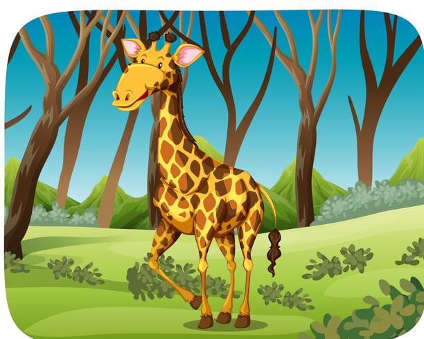 Uma girafa na floresta vetor