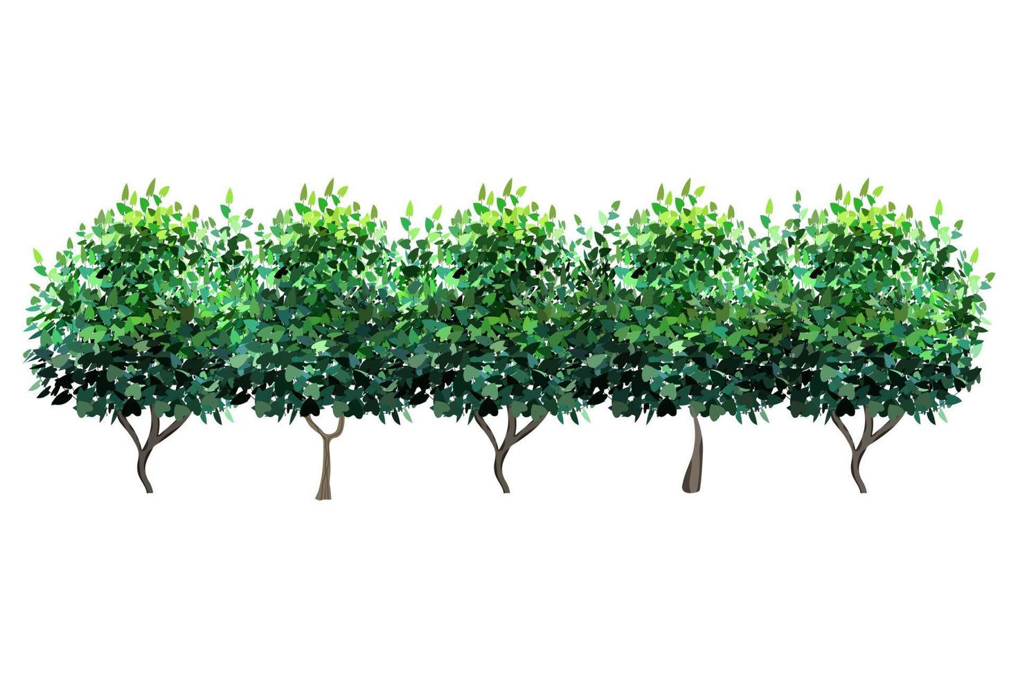 planta ornamental verde em forma de arbusto de jardim hedge.ivy arch.realistic, arbusto sazonal, buxo, folhagem de arbusto de copa de árvore. vetor