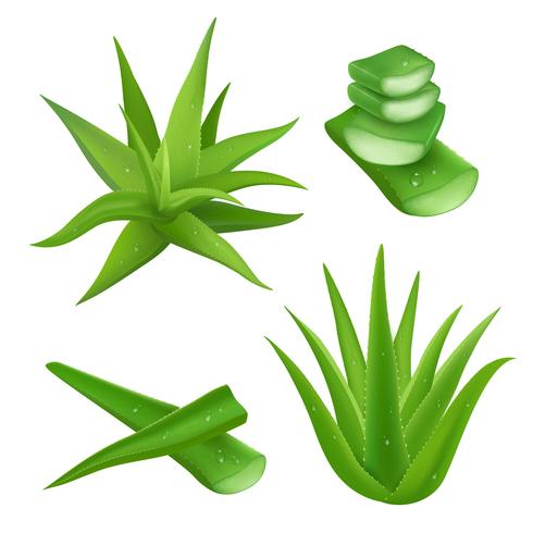 Conjunto de Aloe Vera vetor