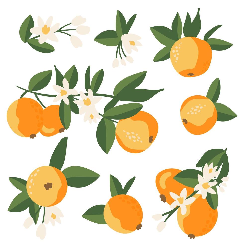 coleção de ramos cítricos, folhas e flores em um fundo branco. coroa de frutas, laranja, conjunto de vetores de tangerina. ilustração de desenho animado de vetor de verão, frutas tropicais exóticas para rótulo, embalagem de suco