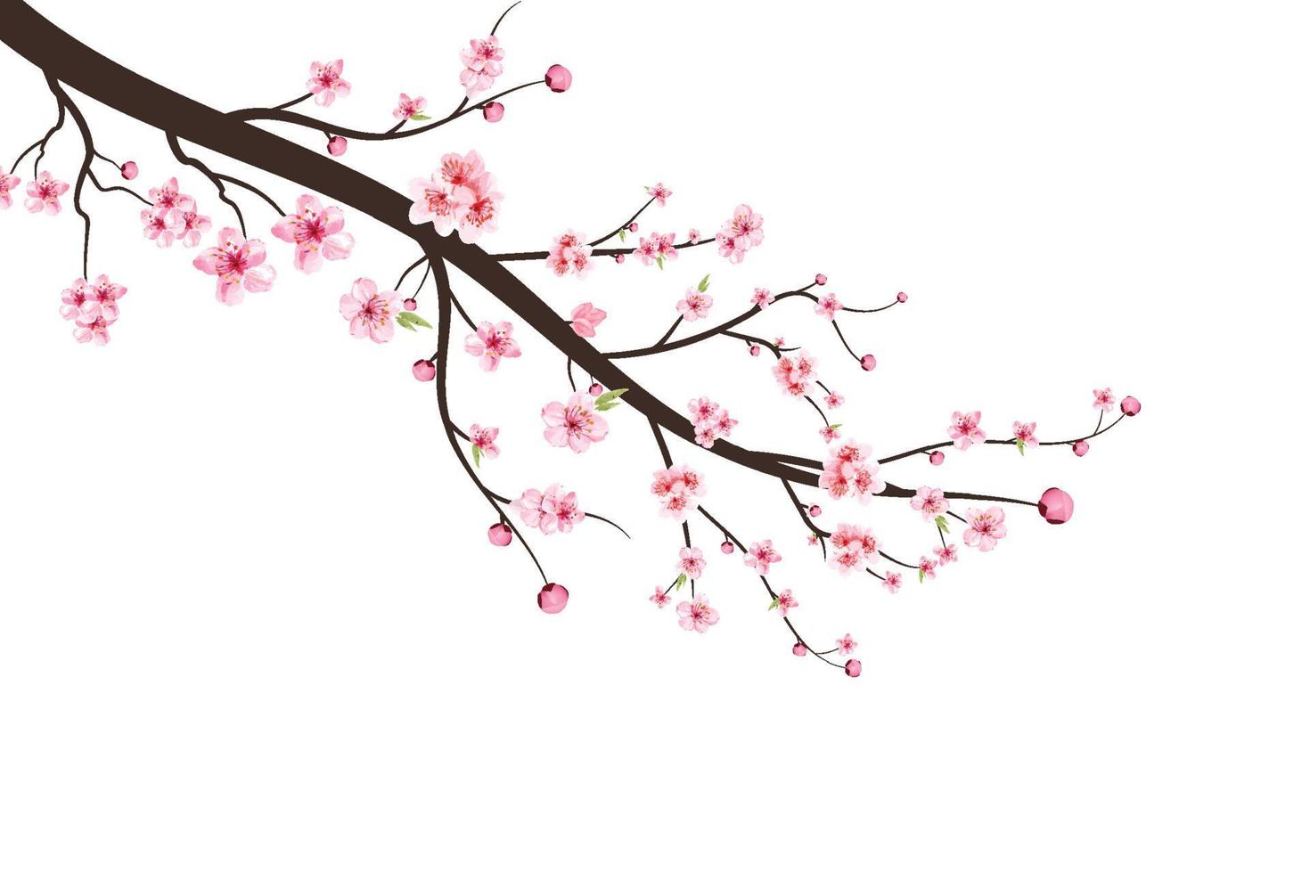 ramo de cerejeira com flor de sakura. sakura em fundo branco. vetor de flor de cerejeira em aquarela. fundo rosa flor de sakura. aquarela cereja botão.