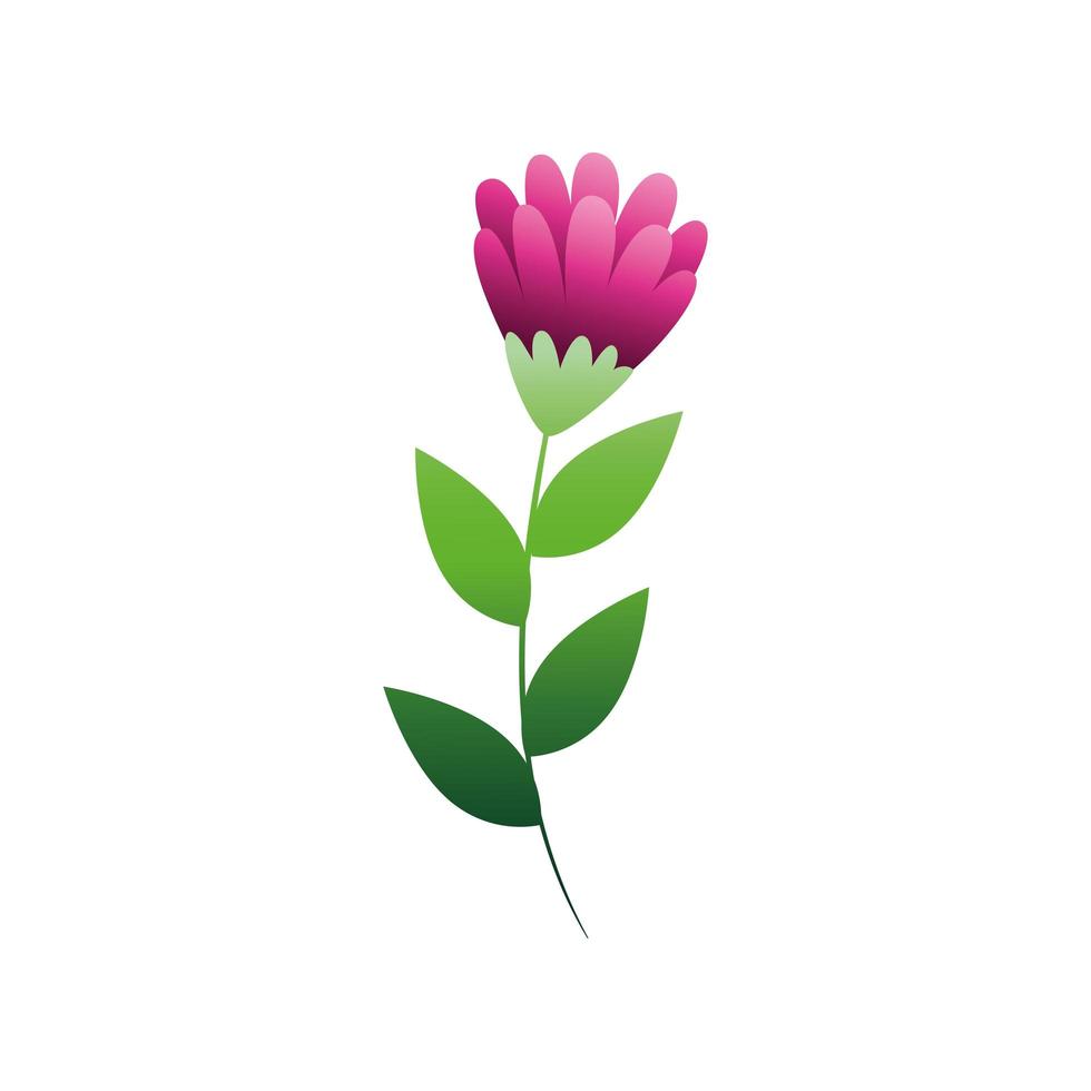 flor fofa roxa com ícone isolado de ramos e folhas vetor